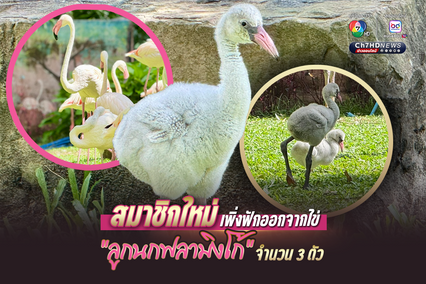 สมาชิกใหม่ เพิ่งฟักออกจากไข่ “ลูกนกฟลามิงโก้” จำนวน 3 ตัว