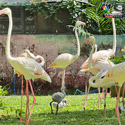 สมาชิกใหม่ เพิ่งฟักออกจากไข่ “ลูกนกฟลามิงโก้” จำนวน 3 ตัว