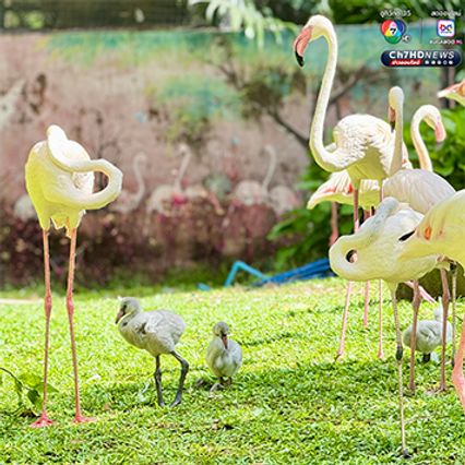 สมาชิกใหม่ เพิ่งฟักออกจากไข่ “ลูกนกฟลามิงโก้” จำนวน 3 ตัว
