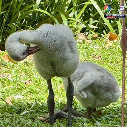 สมาชิกใหม่ เพิ่งฟักออกจากไข่ “ลูกนกฟลามิงโก้” จำนวน 3 ตัว