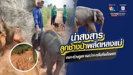 น่าสงสาร ลูกช้างป่าพลัดหลงแม่ แถมบาดเจ็บ คนจะช่วยดูแล จนกว่าจะกลับคืนอ้อมอก