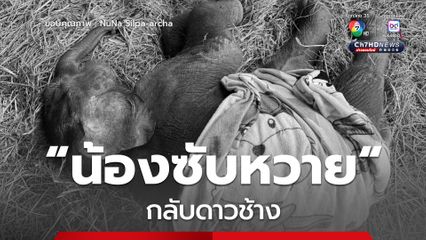 น้องซับหวาย ลูกช้างป่าพลัดหลง กลับดาวช้างแล้ว หลังมีอาการอ่อนเพลีย อิดโรย พบบาดแผลที่หางและแผลที่สะดือ มีหนอนเจาะ 