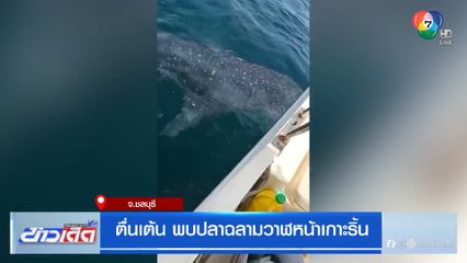 ตื่นเต้น พบปลาฉลามวาฬหน้าเกาะริ้น