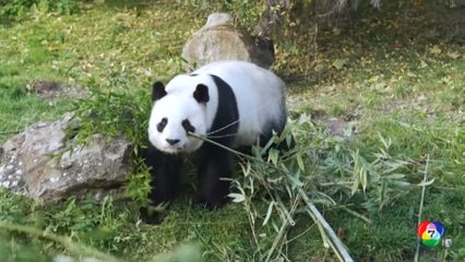 สวนสัตว์ฝรั่งเศส เตรียมส่งแพนด้ายักษ์คืนจีน