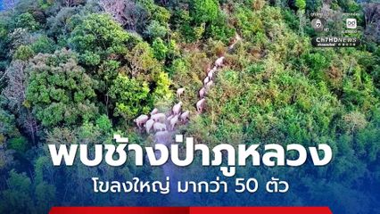 พบช้างป่าภูหลวงโขลงใหญ่ที่สุดเท่าที่เคยเจอมากว่า 50 ตัว