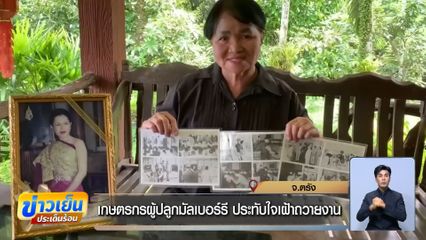 เกษตรกรผู้ปลูกมัลเบอร์รี ประทับใจเฝ้าถวายงาน จ.ตรัง