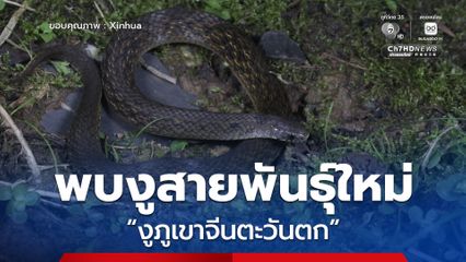 จีนค้นพบงูสายพันธุ์ใหม่ “งูภูเขาจีนตะวันตก”
