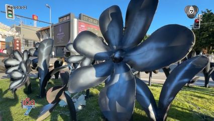 คืบหน้า ดรามากุหลาบสีดำ จ.เชียงใหม่