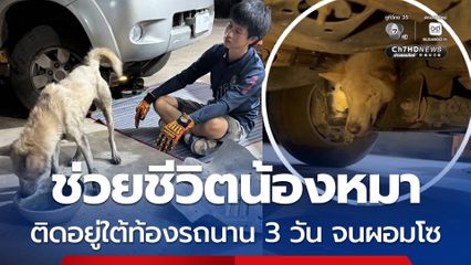 ช่วยชีวิตน้องหมา ติดอยู่ใต้ท้องรถนาน 3 วัน จนผอมโซ