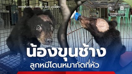 น้องขุนช้าง ลูกหมีควายพลัดหลง ถูกหมากัดที่หัว