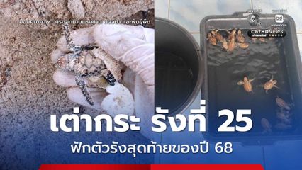 เต่ากระเกาะทะลุรังที่ 25 ฟักตัวรังสุดท้ายของปี 2568 พิสูจน์ความสมบูรณ์ของทะเลอ่าวไทย ภายใต้พระราชปณิธานฟื้นฟูทะเลไทย 