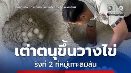 แม่สายรุ้ง เต่าตนุขึ้นวางไข่รังที่ 2 ที่หมู่เกาะสิมิลัน สะท้อนความอุดมสมบูรณ์ของระบบนิเวศทางทะเลไทย
