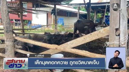 เด็กมุดคอกควาย ถูกขวิดบาดเจ็บ