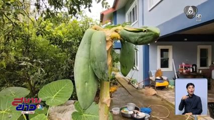 มะละกอสู้ชีวิต ไร้ใบ ไร้ยอด