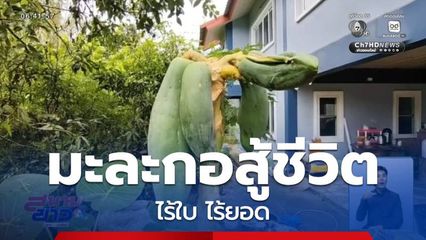 มะละกอสู้ชีวิต ไร้ใบ ไร้ยอด