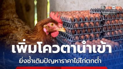 ไข่ไก่ราคาตกต่ำ วอนรัฐชะลอเพิ่มโควตานำเข้าพ่อพันธุ์แม่พันธุ์