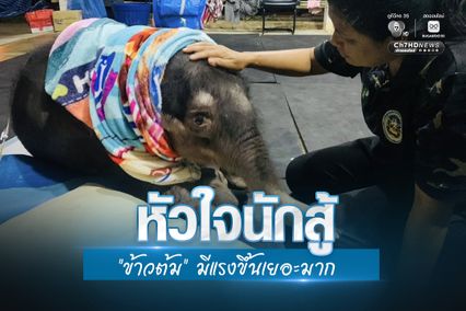 อัปเดตอาการ ลูกช้างข้าวต้ม หลังให้สเต็มเซลล์ มีแรงขึ้นเยอะ