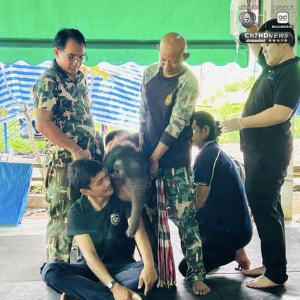 อัปเดตอาการ ลูกช้างข้าวต้ม หลังให้สเต็มเซลล์ มีแรงขึ้นเยอะ