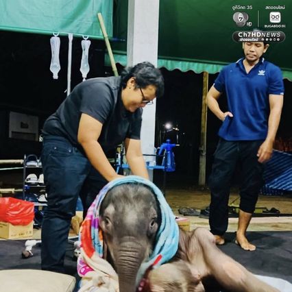 อัปเดตอาการ ลูกช้างข้าวต้ม หลังให้สเต็มเซลล์ มีแรงขึ้นเยอะ