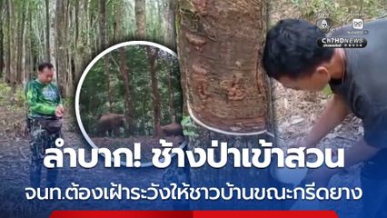 ช้างป่าบุกหากินพืชในสวน  จนท.อช.น้ำตกคลองแก้วต้องเฝ้าระวังภัยให้ชาวสวนขณะกรีดยางพารา