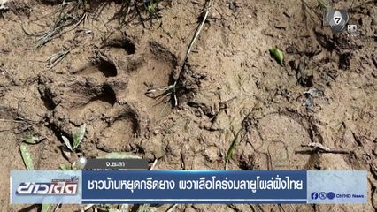 ชาวบ้านหยุดกรีดยาง ผวาเสือโคร่งมลายูโผล่ฝั่งไทย