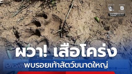 ชาวบ้านหยุดกรีดยาง ผวาเสือโคร่งมลายูโผล่ฝั่งไทย