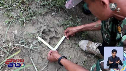 ชาวบ้านหยุดกรีดยาง ผวาเสือโคร่งมลายูโผล่ฝั่งไทย