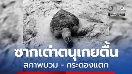 พบซาก “เต่าตนุ” เกยตื้น บริเวณหาดบางเสร่ จ.ชลบุรี สภาพซากบวม-กระดองแตก 