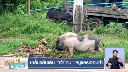 ขาสั้นขยันเดิน “เจ้าโทน” หมูแคระจอมซ่า