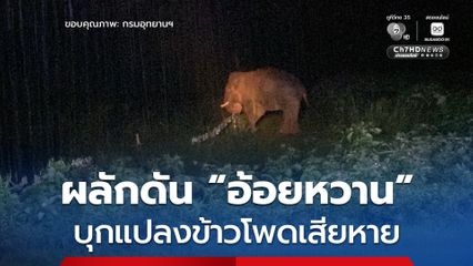 เจ้าหน้าที่ ขสป.เขาแผงม้า ผลักดันสำเร็จ ช้างป่า “อ้อยหวาน” บุกแปลงข้าวโพดของชาวบ้านเสียหาย
