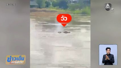 ลุ้นระทึก วัวถูกน้ำซัดไกล 2 กิโลเมตร