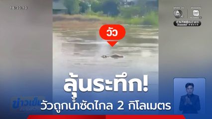 ลุ้นระทึก วัวถูกน้ำซัดไกล 2 กิโลเมตร