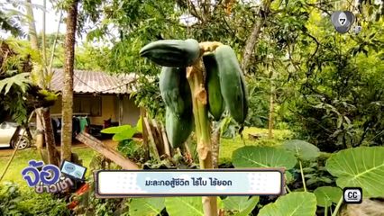 มะละกอสู้ชีวิต ไร้ใบ ไร้ยอด