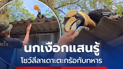 นกเงือกแสนรู้ โชว์ลีลาเดาะตะกร้อกับทหาร