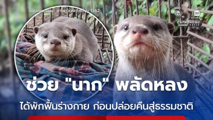 ช่วย “นาก” พลัดหลง ได้พักฟื้นร่างกาย ก่อนปล่อยคืนสู่ธรรมชาติ