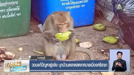 วอนแก้ปัญหาฝูงลิง บุกป่วนตลาดสดเทศบาลเมืองศรีราชา