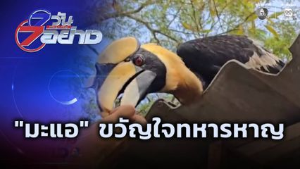 7 วัน 7 อย่าง : "มะแอ" ขวัญใจทหารหาญ