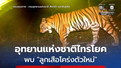 อุทยานแห่งชาติไทรโยค พบลูกเสือโคร่งตัวใหม่ ด้านอธิบดีฯ​ สั่งคุมเข้มป้องกันภัยคุกคามในพื้นที่ต่อเนื่อง