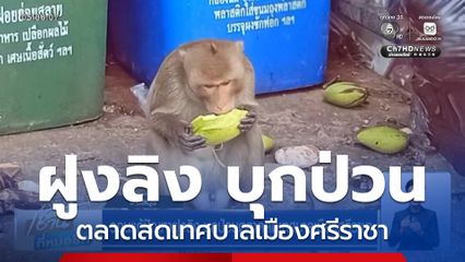 วอนแก้ปัญหาฝูงลิง บุกป่วนตลาดสดเทศบาลเมืองศรีราชา
