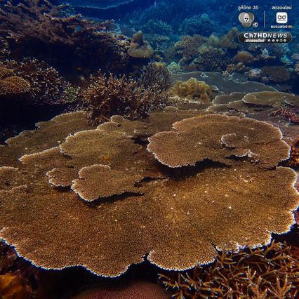 ดำน้ำสำรวจ “อ่าวสุเทพ" ปะการังอยู่ในเกณฑ์สมบูรณ์ดีมาก