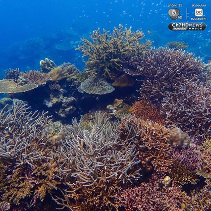ดำน้ำสำรวจ “อ่าวสุเทพ" ปะการังอยู่ในเกณฑ์สมบูรณ์ดีมาก