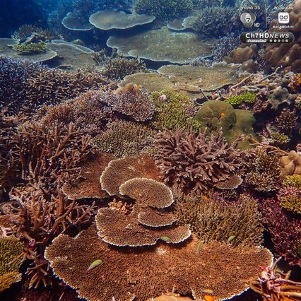 ดำน้ำสำรวจ “อ่าวสุเทพ" ปะการังอยู่ในเกณฑ์สมบูรณ์ดีมาก