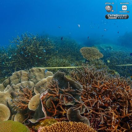 ดำน้ำสำรวจ “อ่าวสุเทพ" ปะการังอยู่ในเกณฑ์สมบูรณ์ดีมาก