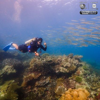 ดำน้ำสำรวจ “อ่าวสุเทพ" ปะการังอยู่ในเกณฑ์สมบูรณ์ดีมาก