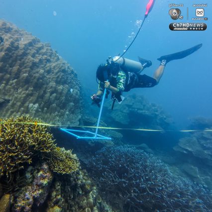 ดำน้ำสำรวจ “อ่าวสุเทพ" ปะการังอยู่ในเกณฑ์สมบูรณ์ดีมาก