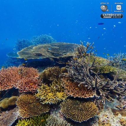 ดำน้ำสำรวจ “อ่าวสุเทพ" ปะการังอยู่ในเกณฑ์สมบูรณ์ดีมาก