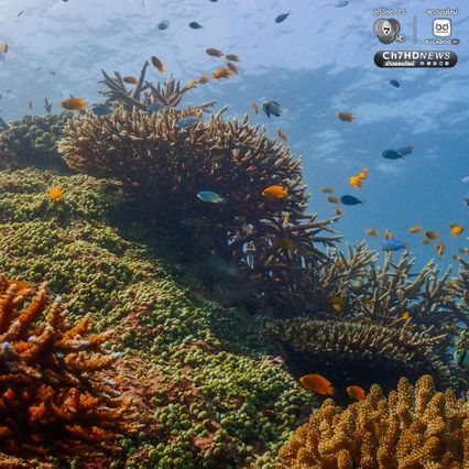ดำน้ำสำรวจ “อ่าวสุเทพ" ปะการังอยู่ในเกณฑ์สมบูรณ์ดีมาก