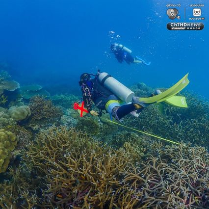 ดำน้ำสำรวจ “อ่าวสุเทพ" ปะการังอยู่ในเกณฑ์สมบูรณ์ดีมาก