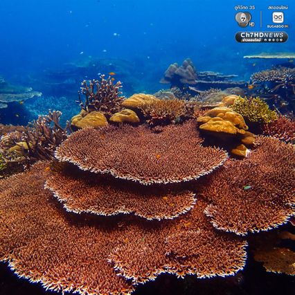 ดำน้ำสำรวจ “อ่าวสุเทพ" ปะการังอยู่ในเกณฑ์สมบูรณ์ดีมาก