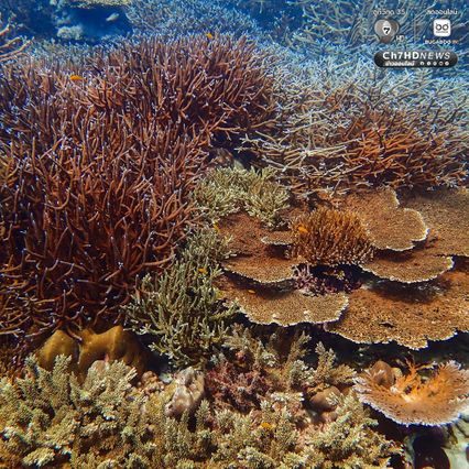 ดำน้ำสำรวจ “อ่าวสุเทพ" ปะการังอยู่ในเกณฑ์สมบูรณ์ดีมาก